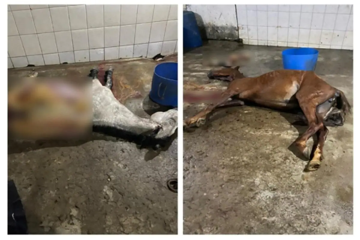 ZONA DA MATA: Abatedouro que vendia carne de cavalo para açougue é fechado  em Minas - Jornal Além Parahyba